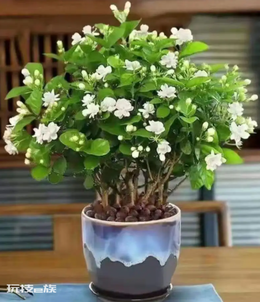 什么花最香持久还好养(室内养这8种花卉花香四溢)-图片9
